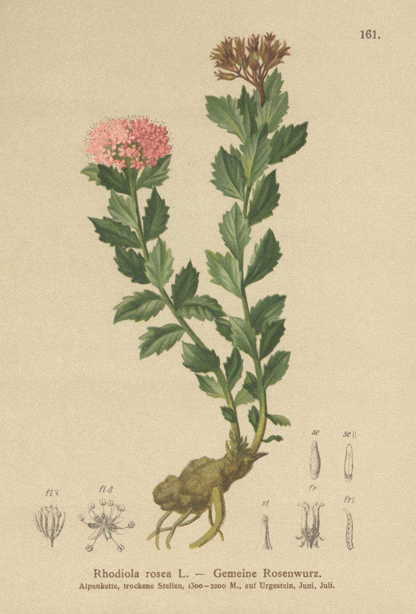 Gullrot (Rhodiola rosea) av German School