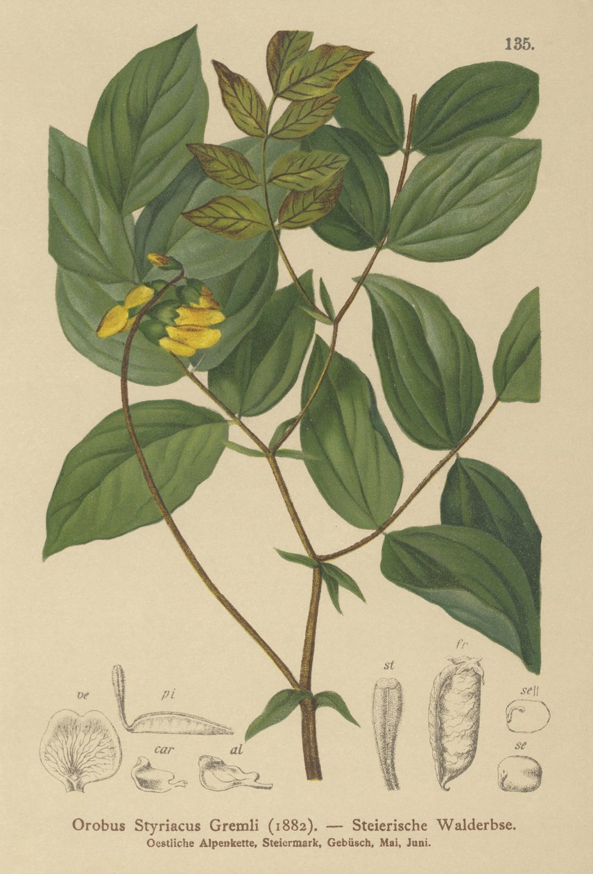 Gullvikke (Orobus styriacus, Lathyrus aureus) av German School