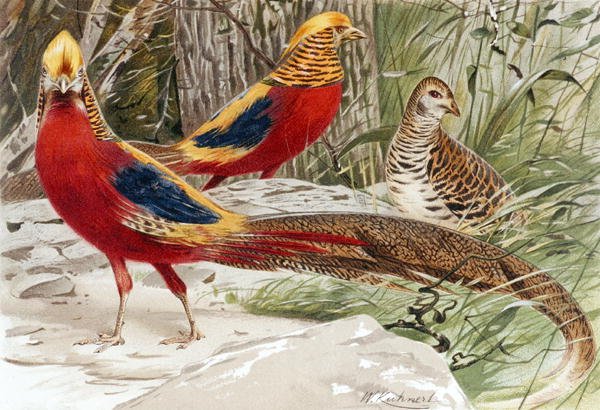 Gullfasan, tallerken fra "Brehms Tierleben: Allgemeine Kunde des Tierreichs", bd. 5, s. 588, utgitt av Bibliographisches Institut av German School
