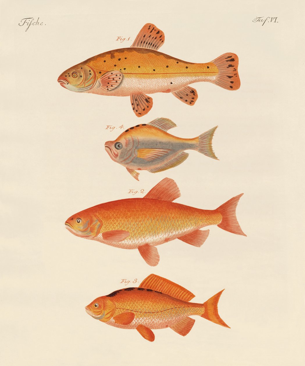 Gullfisk (farget gravering) av German School
