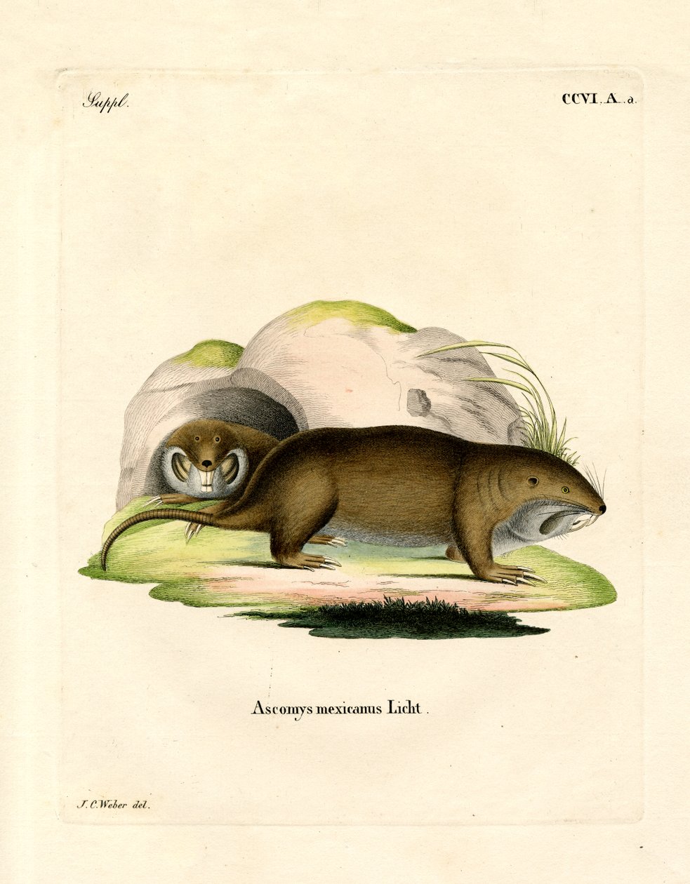 Gopher (farget gravering) av German School