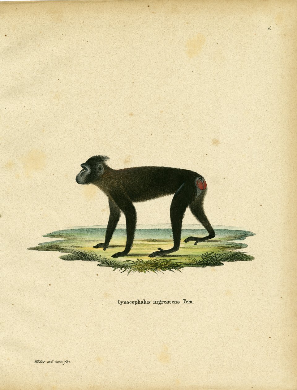 Gorontalo Macaque (farget gravering) av German School
