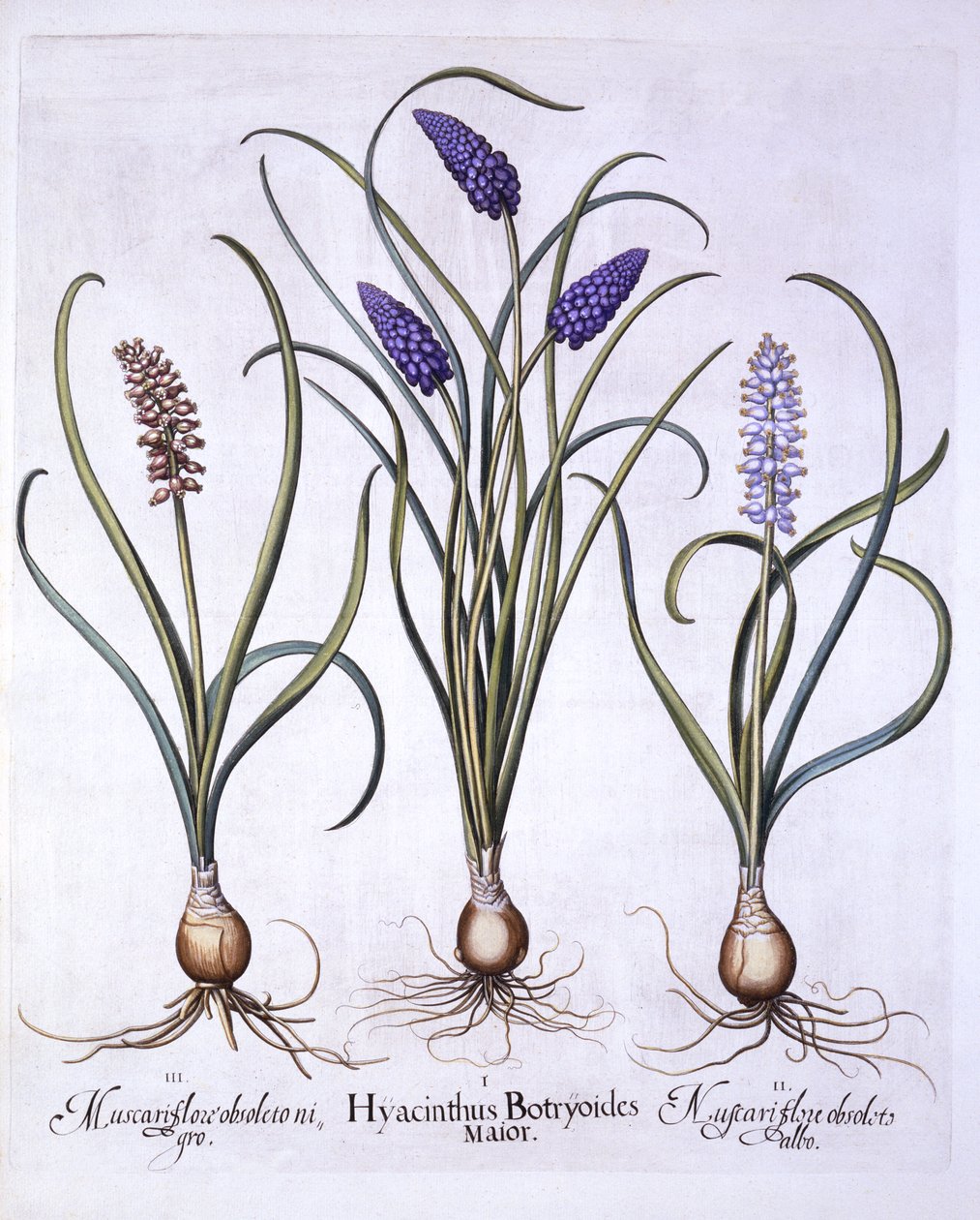 Grape Hyacinths, fra Hortus Eystettensis, av Basil Besler (1561-1629), pub. 1613 (håndfarget gravering) av German School