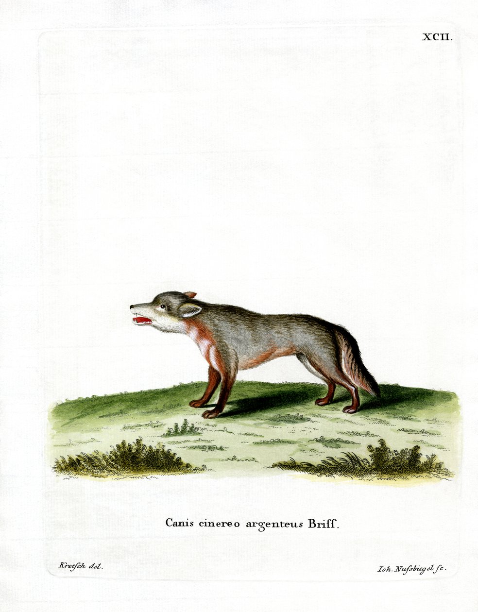 Grey Fox (farget gravering) av German School