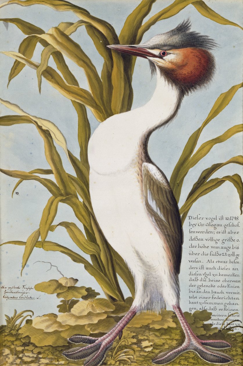 Storfugl (Podiceps cristatus) ca. 1748 (wc på papir) av German School