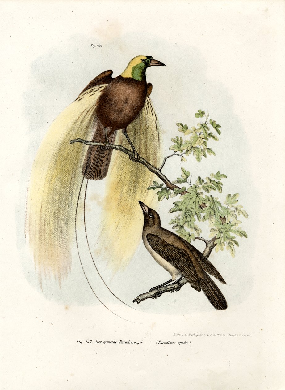 Greater Bird of Paradise, 1864 av German School