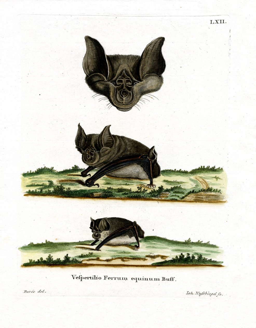 Greater Horseshoe Bat (farget gravering) av German School
