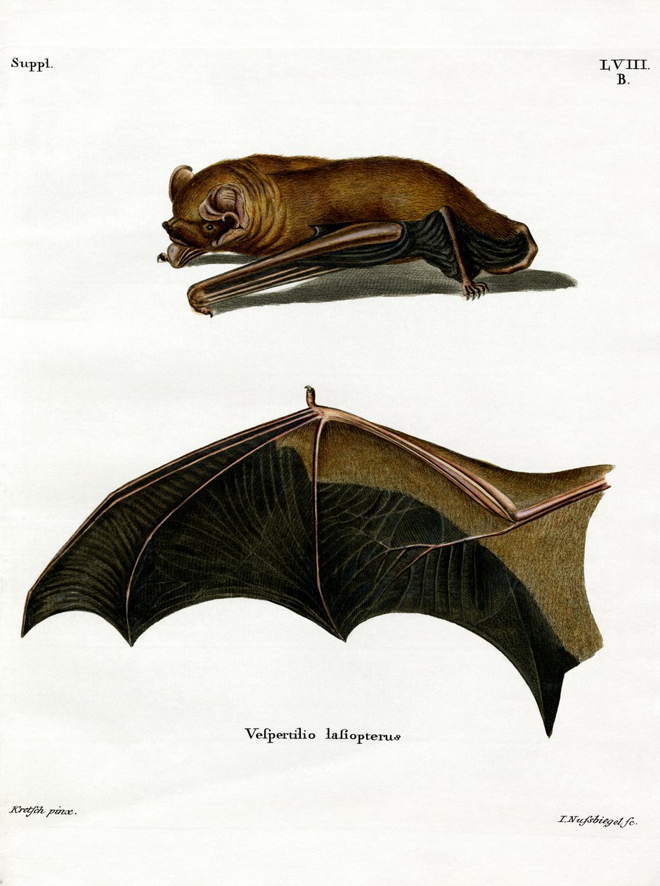 Greater Noctule Bat (farget gravering) av German School