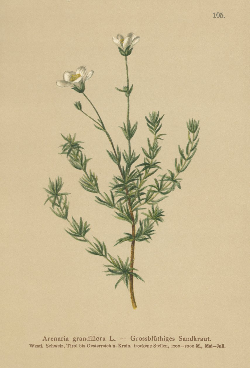 Storsandurt (Arenaria grandiflora) av German School