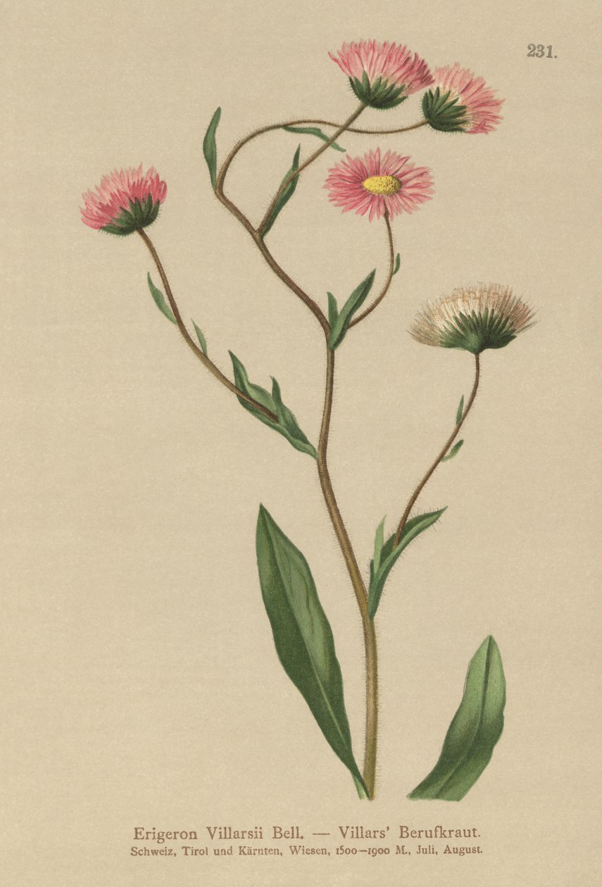 Gresk loppebane (Erigeron Villarsii, Erigeron atticus) av German School