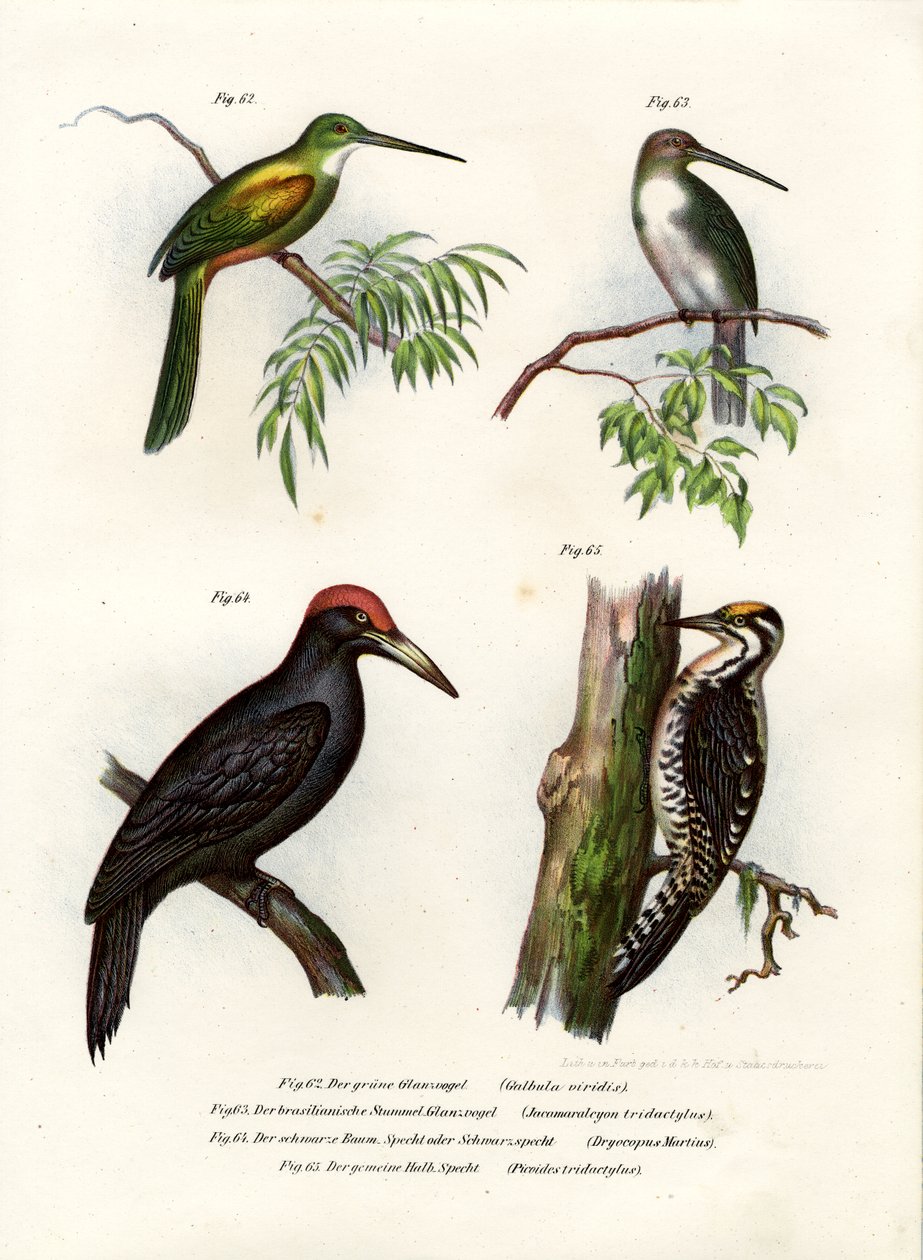 Grønnhalejacamar, 1864 av German School