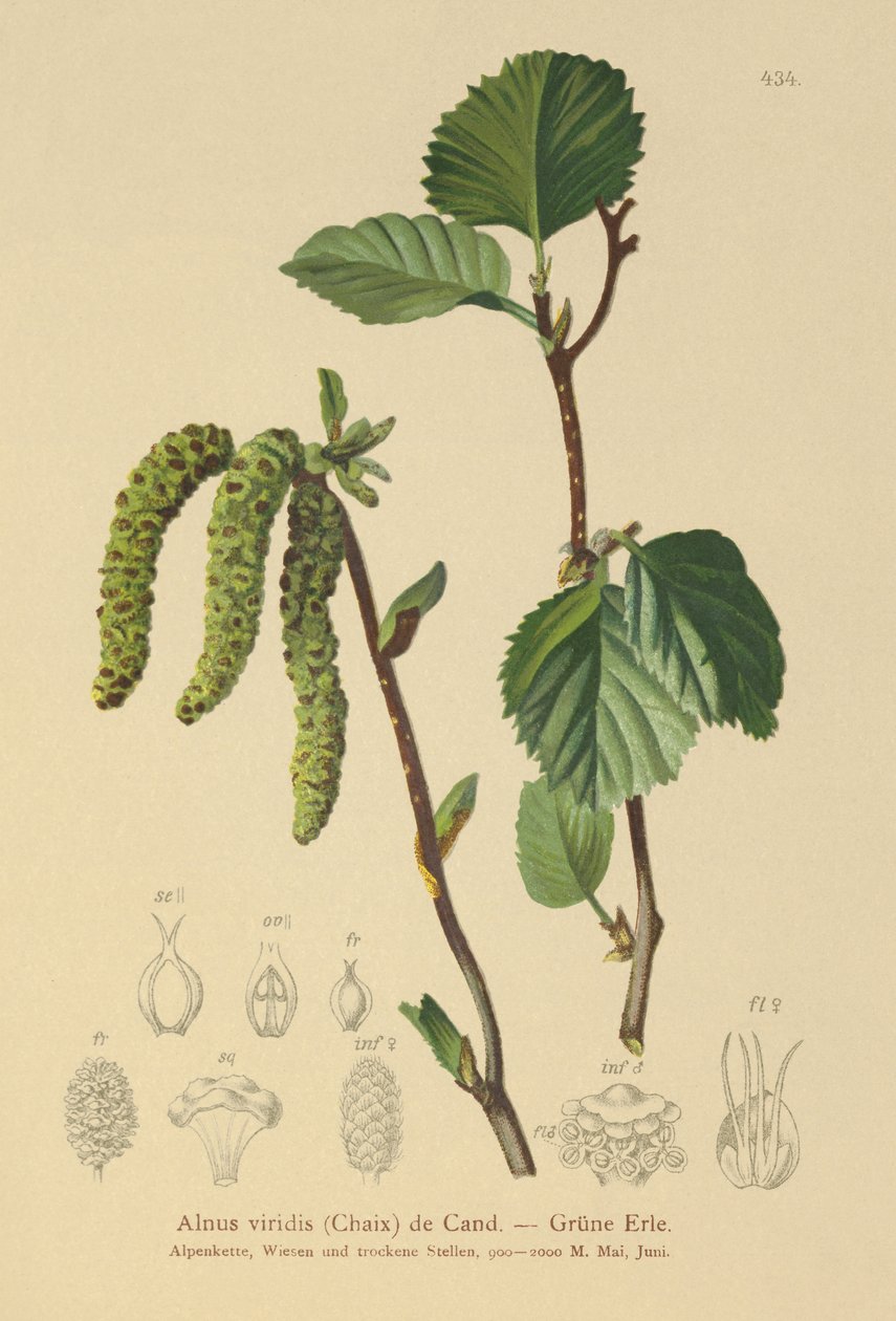 Grønn aler (Alnus viridis) av German School