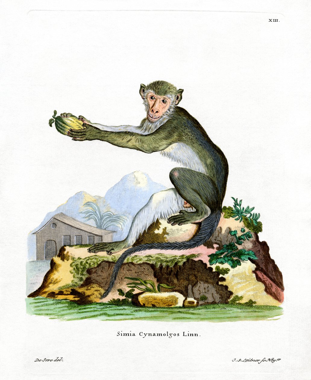 Green Monkey (farget gravering) av German School