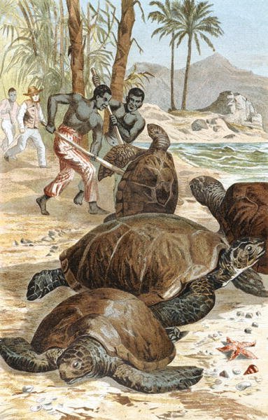 Grønn skilpadde, tallerken fra "Brehms Tierleben: Allgemeine Kunde des Tierreichs", vol.7, s.596, utgitt av Bibliographisches Institut av German School