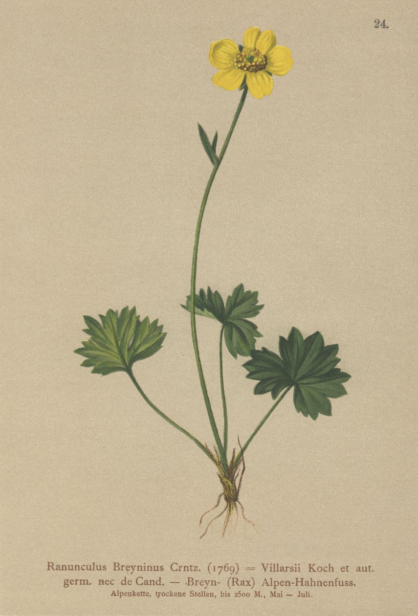Greniers smørblomst (Ranunculus Breynius, Ranunculus Villarsii, Ranunculus grenierianus) av German School
