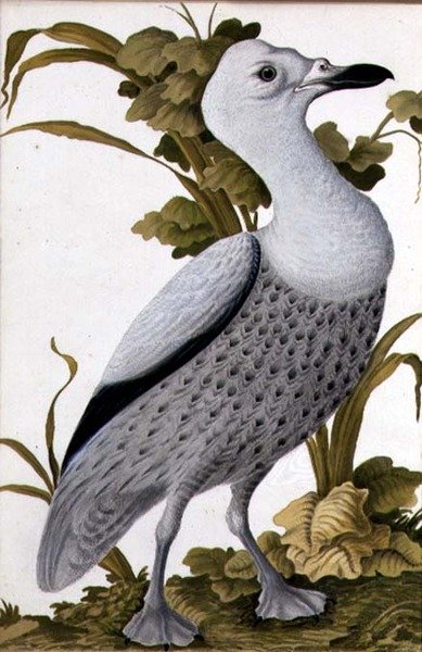 Grey Goose, ca. 1740 (akvarell på papir) av German School