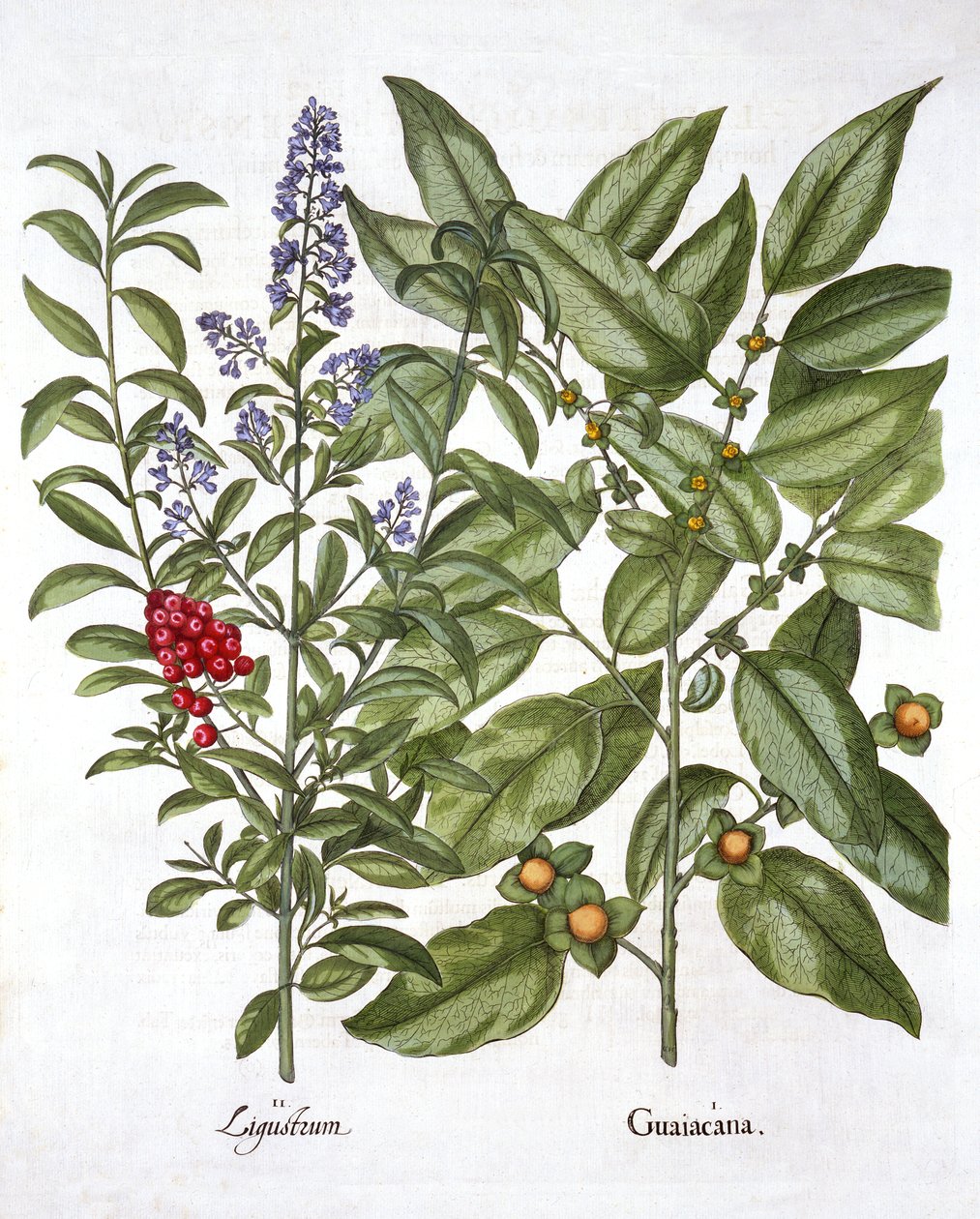 Guaiacum og kinesisk liguster, fra Hortus Eystettensis, av Basil Besler (1561-1629), pub. 1613 (håndfarget gravering) av German School