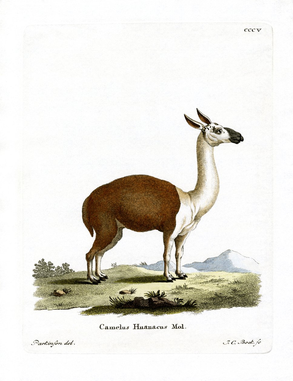 Guanaco (farget gravering) av German School