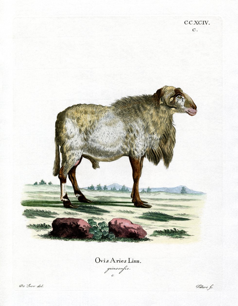 Guineasau (farget gravering) av German School