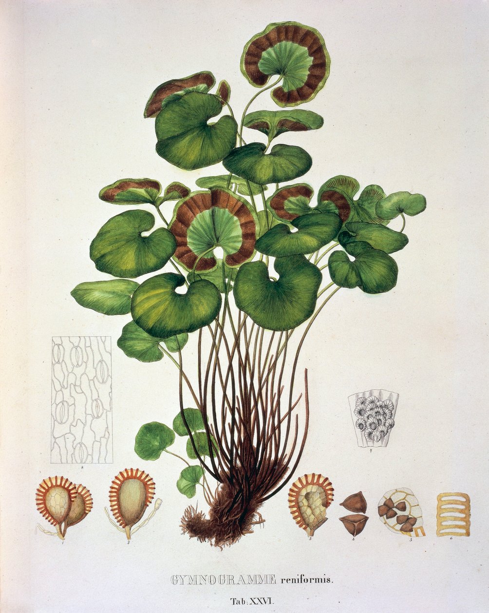 Gymnogramme Reniformis, bord XXVI fra 'Plantarum Cryptogamicarum Brasiliensium' av Johann Baptist Von Spix og Carl Friedrich Von Martius av German School