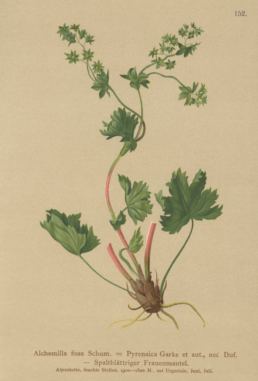 Hårløs damemantel (Alchemilla fissa, Alchemilla Pyrenaica) av German School
