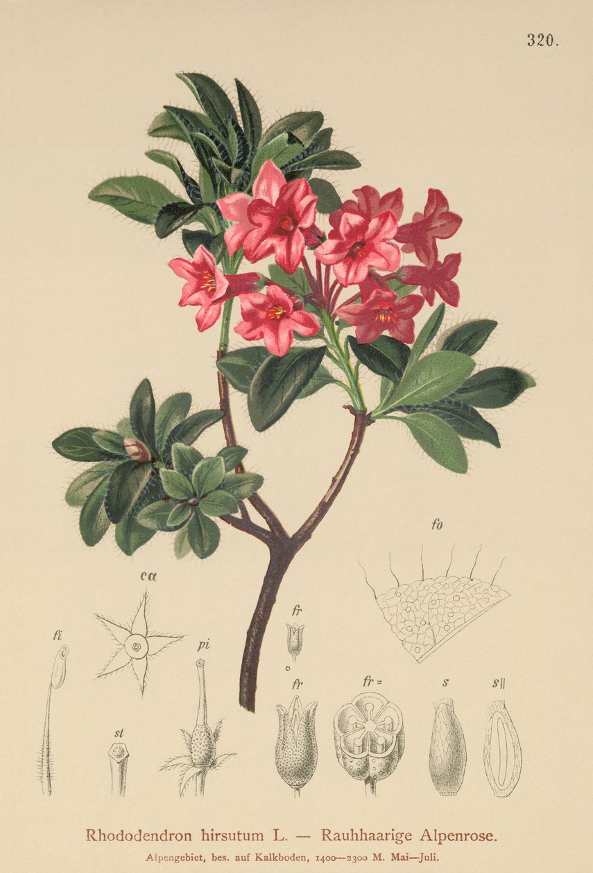 Hårete alpenrose (Rhododendron hirsutum) av German School