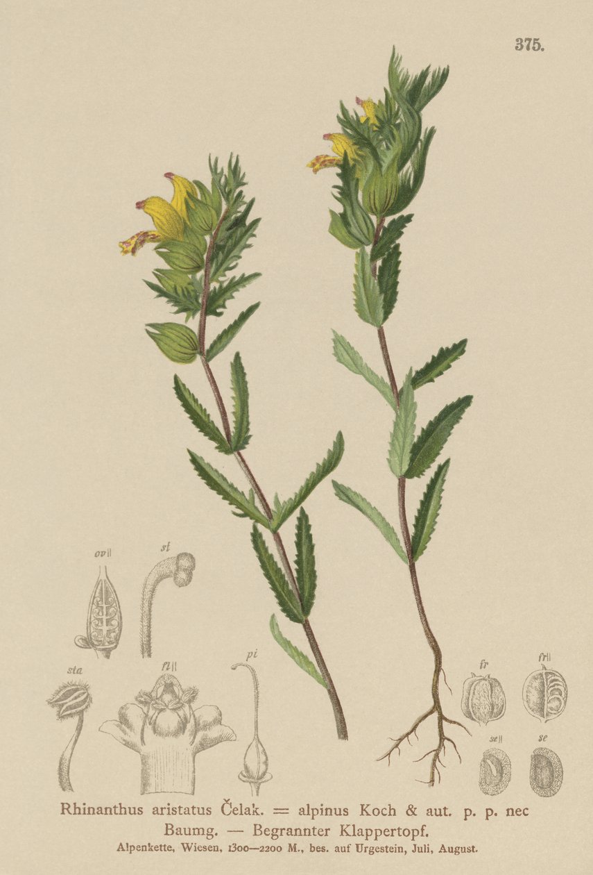 Håret gul rangle (Rhinanthus aristatus, Rhinanthus alpinus) av German School