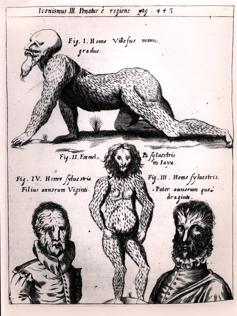 Håret mann og vill mann, illustrasjon fra Physica Curiosa av Gaspar Schott (1608-66) av German School