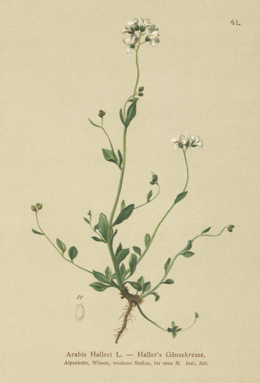 Hallers veggkarse (Arabis Haller) av German School