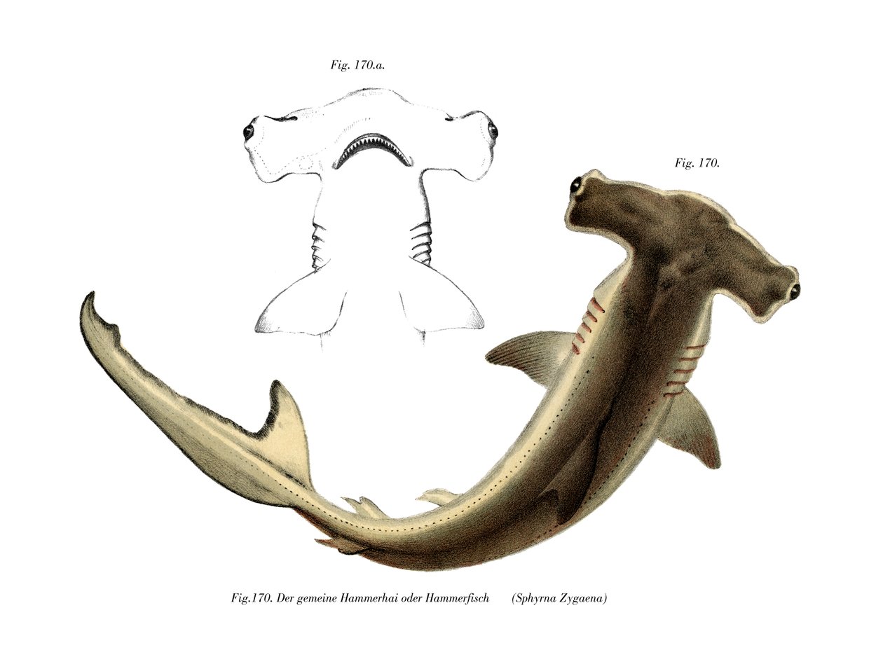 Hammerhead (farge litho) av German School