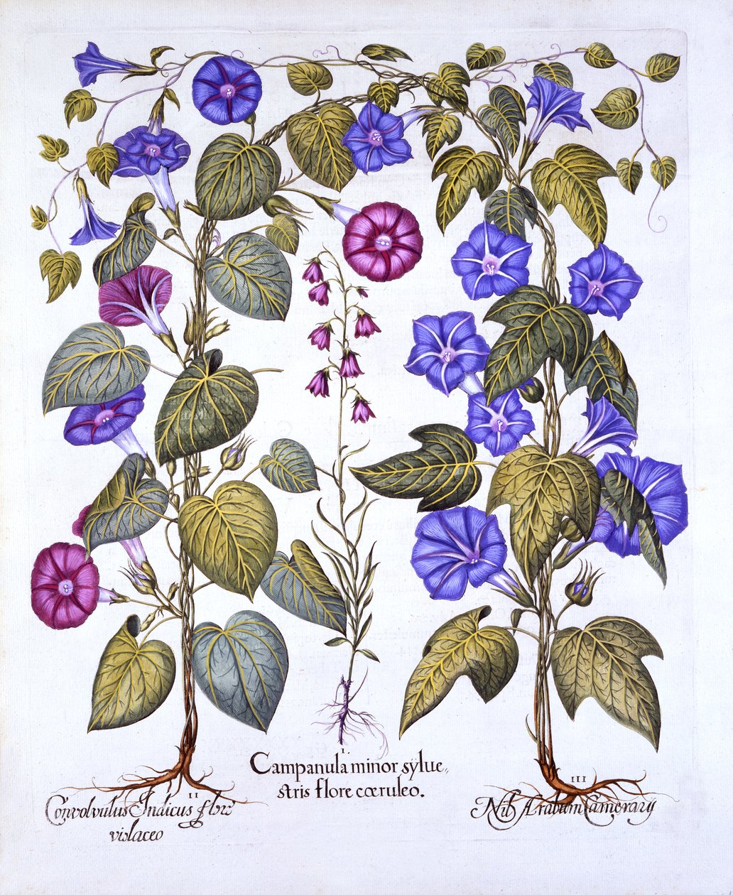 Harebell and Convovulus, fra Hortus Eystettensis, av Basil Besler (1561-1629), pub. 1613 (håndfarget gravering) av German School