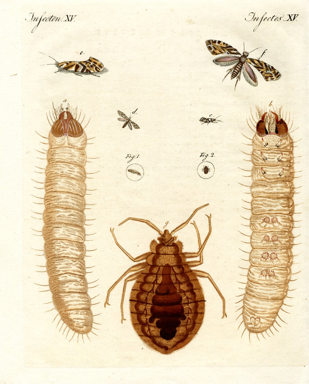 Skadelige insekter av German School