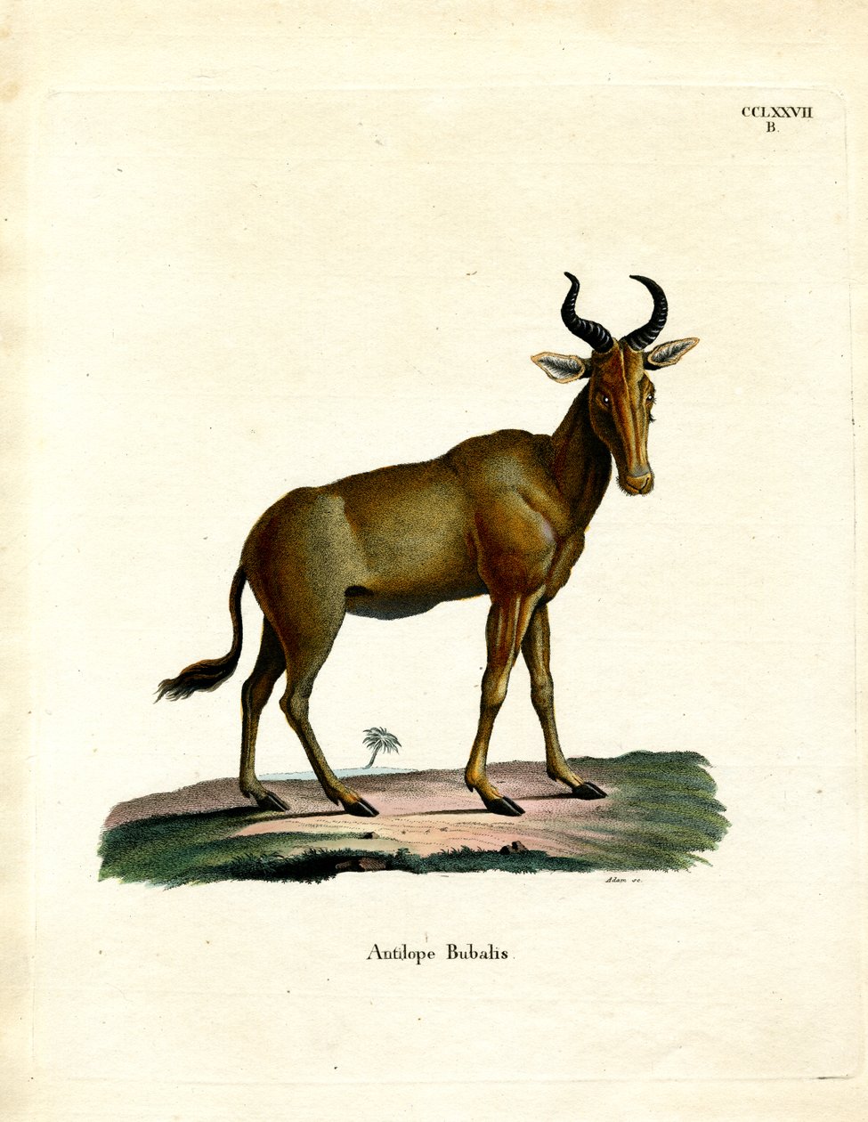 Hartebeest (farget gravering) av German School