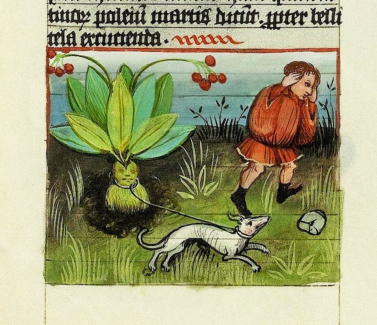 Høsting av Mandrake, The Nature of Things - Rabanus Maurus, ca. 1425 (gouache på vellum) av German School