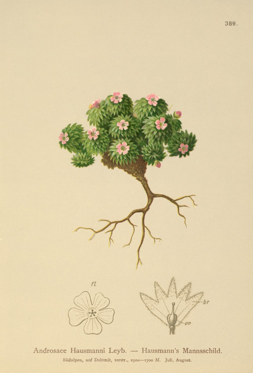 Hausmanns Rock Jasmine (Androsace Hausmannii) av German School