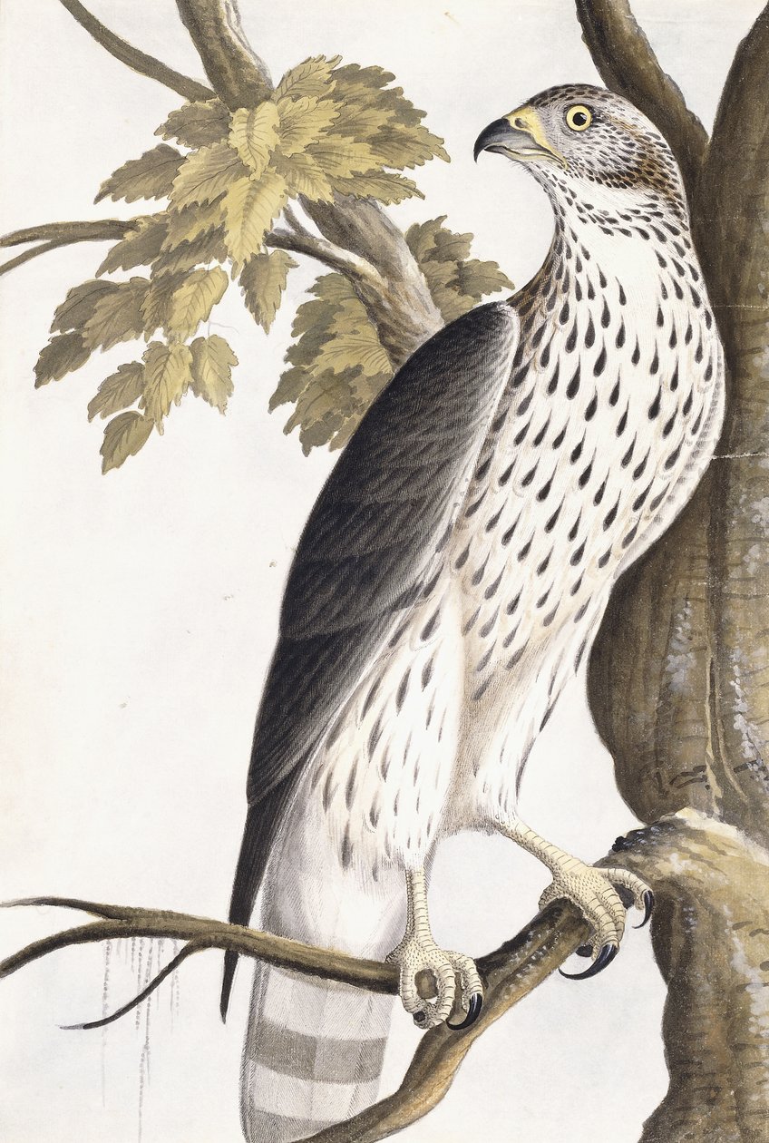 Hawk, 1750-1800 av German School