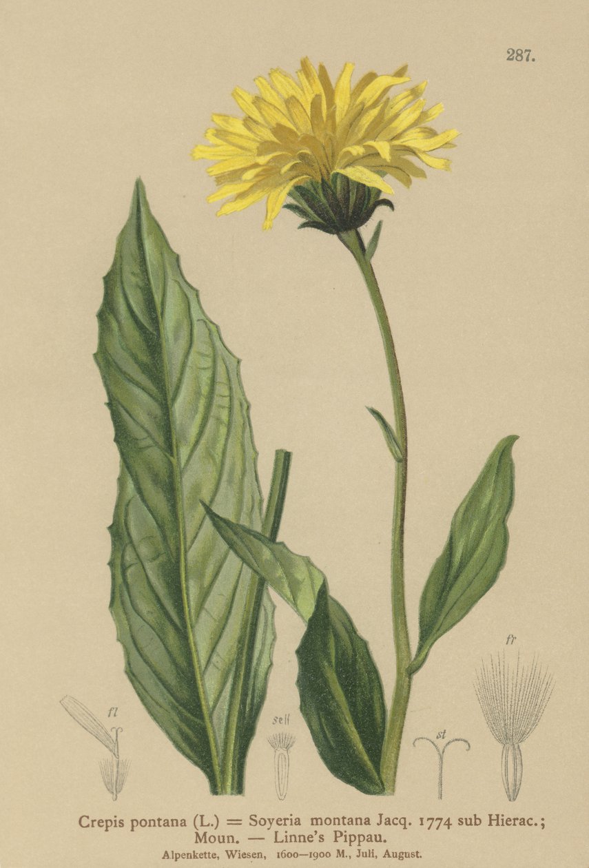 Hawks-skjegg (Crepis bocconi, Crepis pontana, Crepis montana, Hieracium montanum, Soyeria montana) av German School