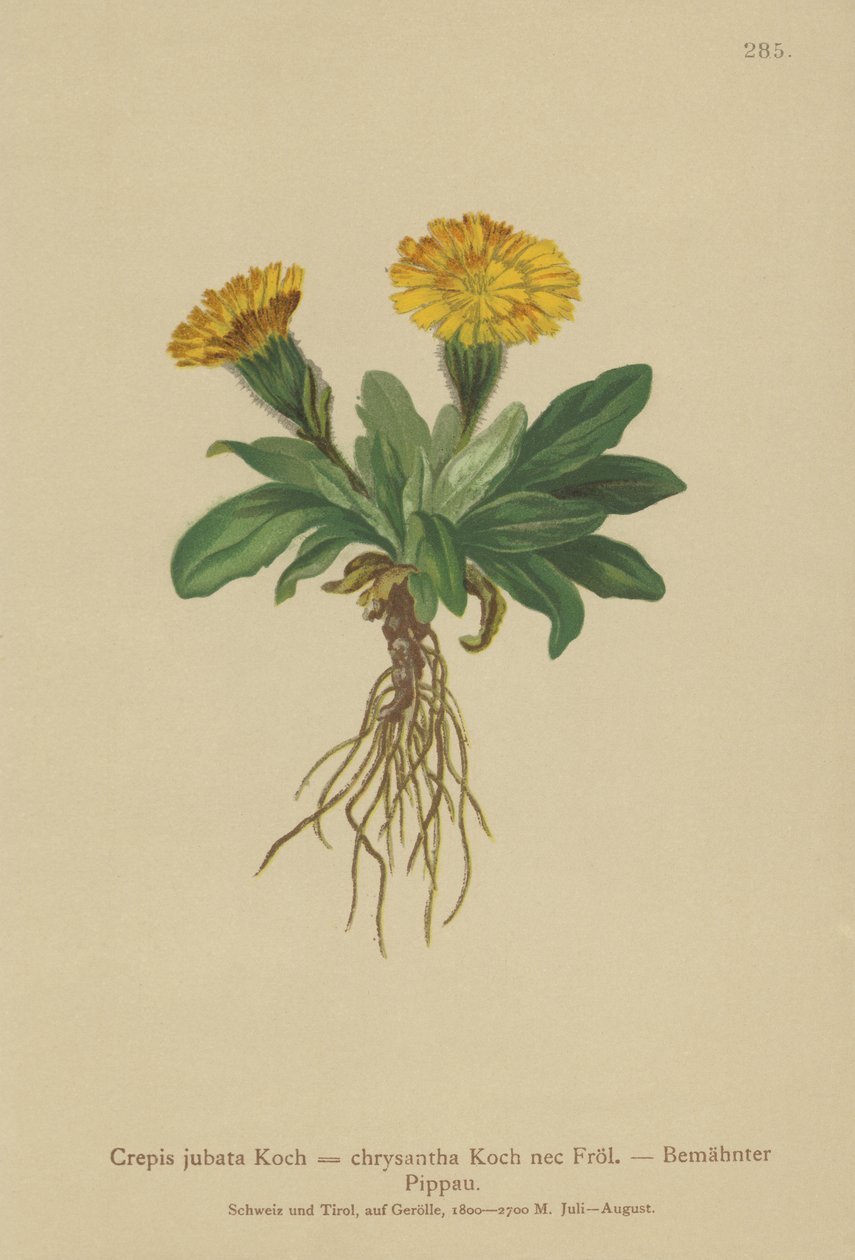 Hawks-skjegg (Crepis jubata, Crepis rhaetica) av German School