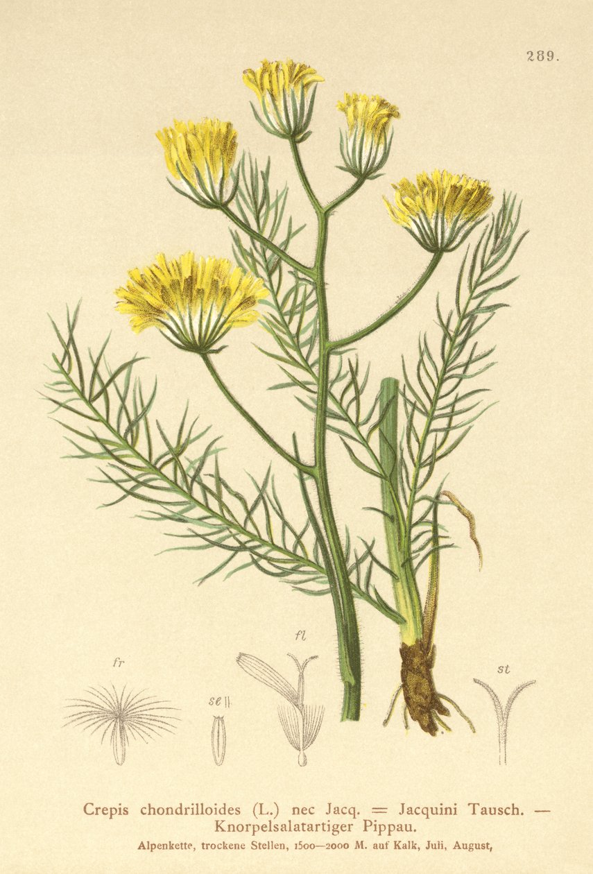 Hawkbeard (Crepis chondrilloides) av German School