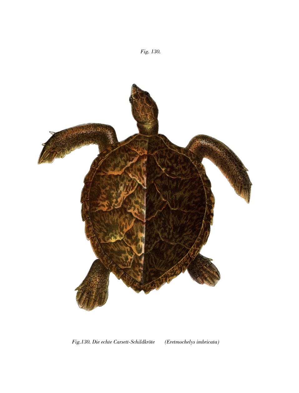 Hawksbill Turtle (fargemedlemmer) av German School