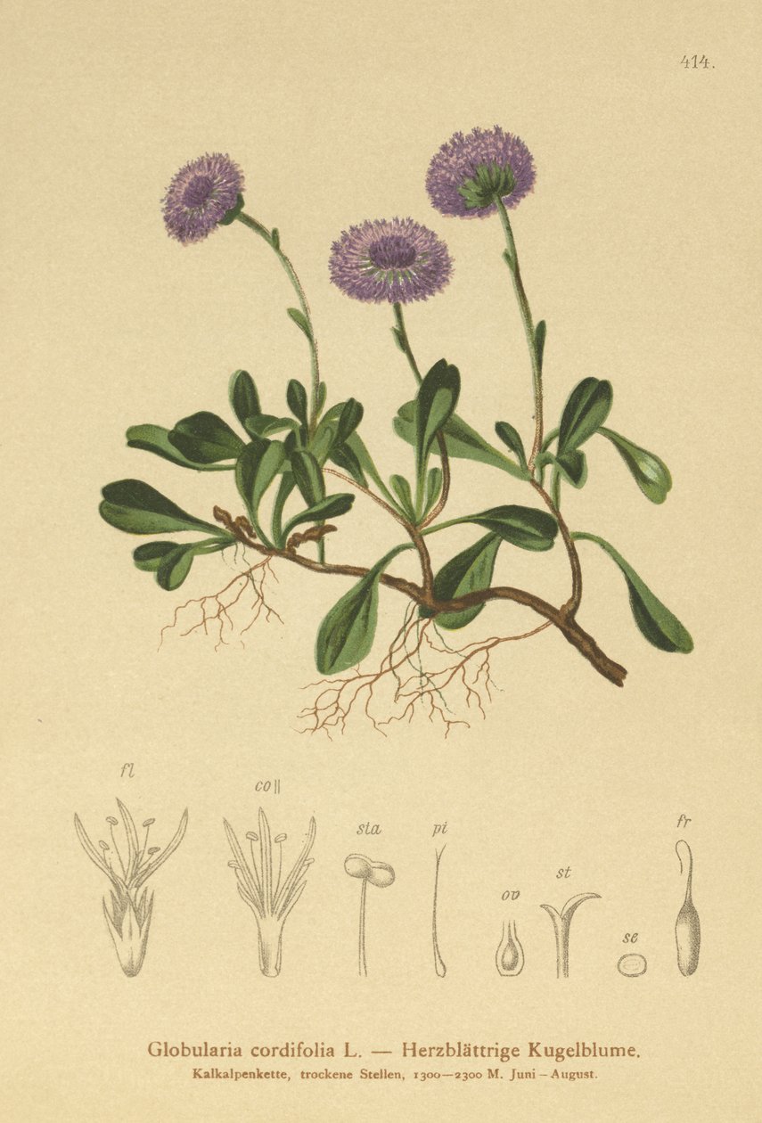 Hjertebladet Globe Daisy (Globularia cordifolia) av German School
