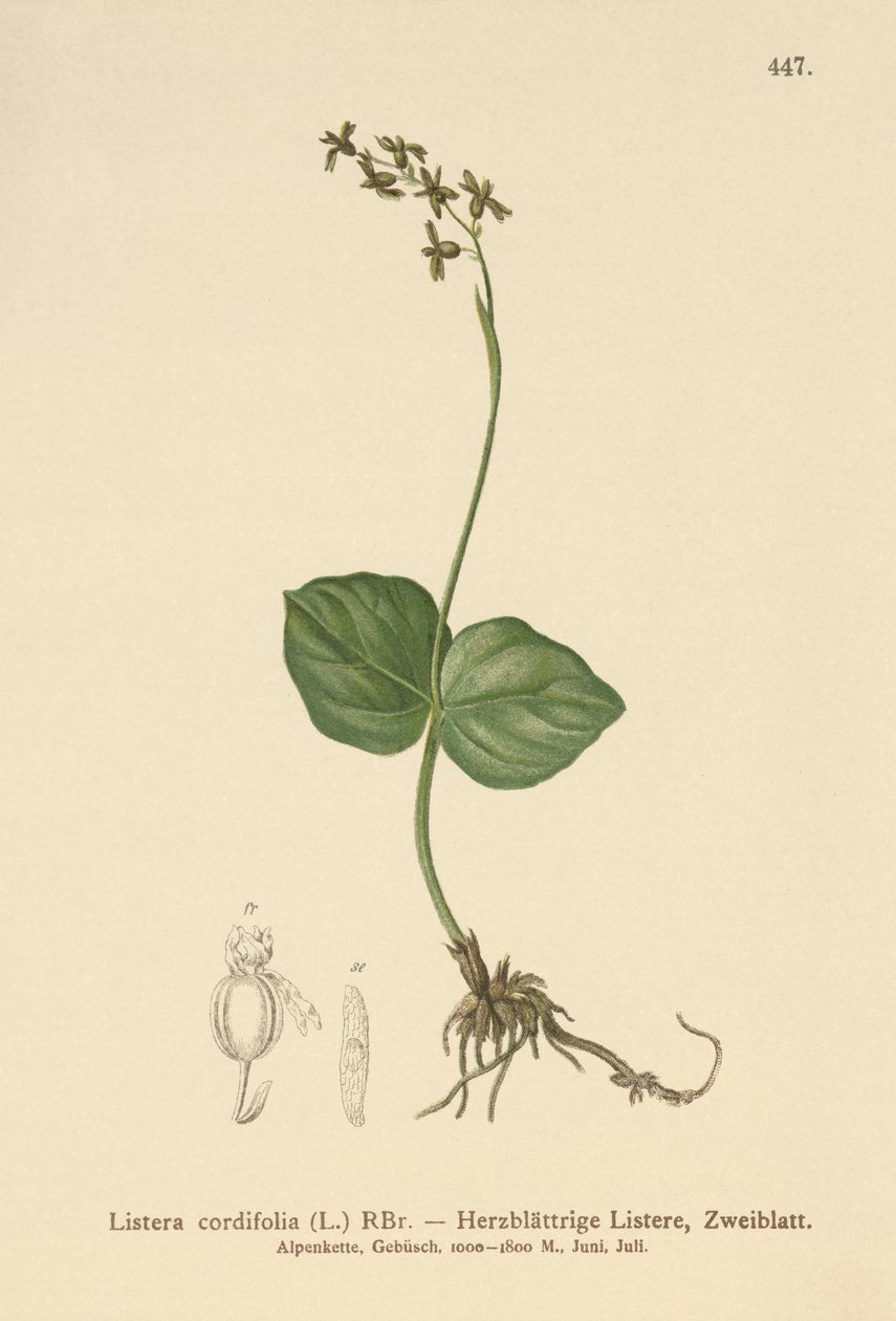Hjertebladet Twayblade (Listera cordata, Listera cordifolia, Neottia cordata) av German School