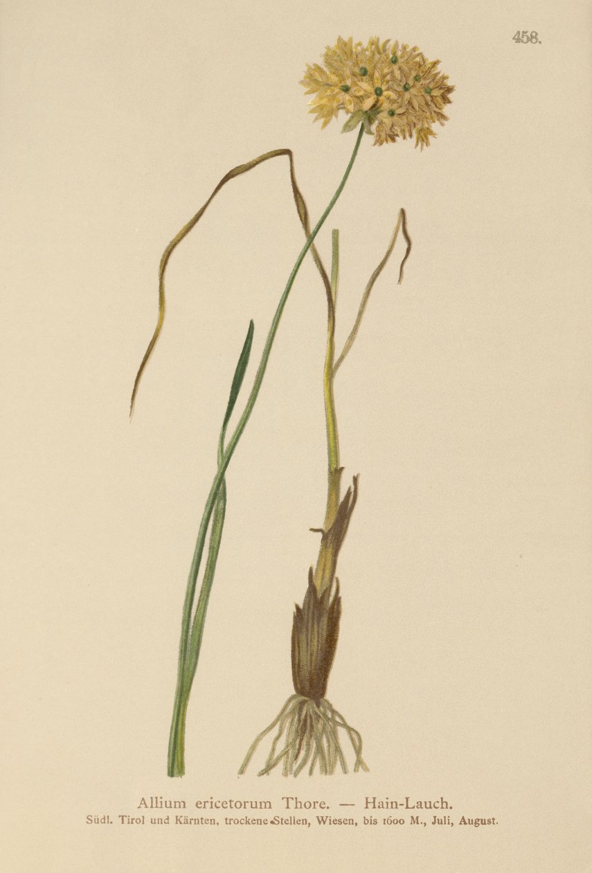 Hvitløk (Allium ericetorum, Allium ambiguum, Allium graminifolium) av German School