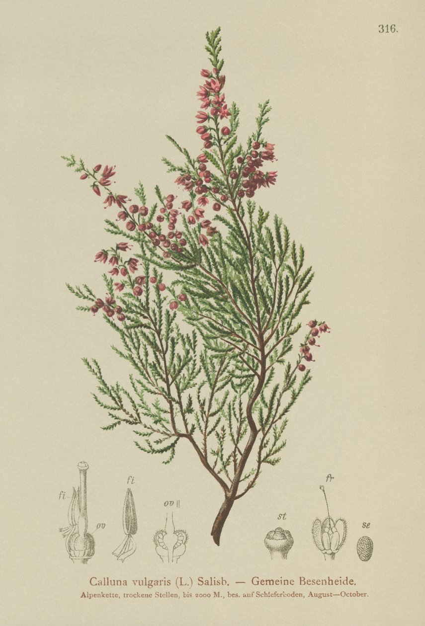 Lyng (Calluna vulgaris) av German School