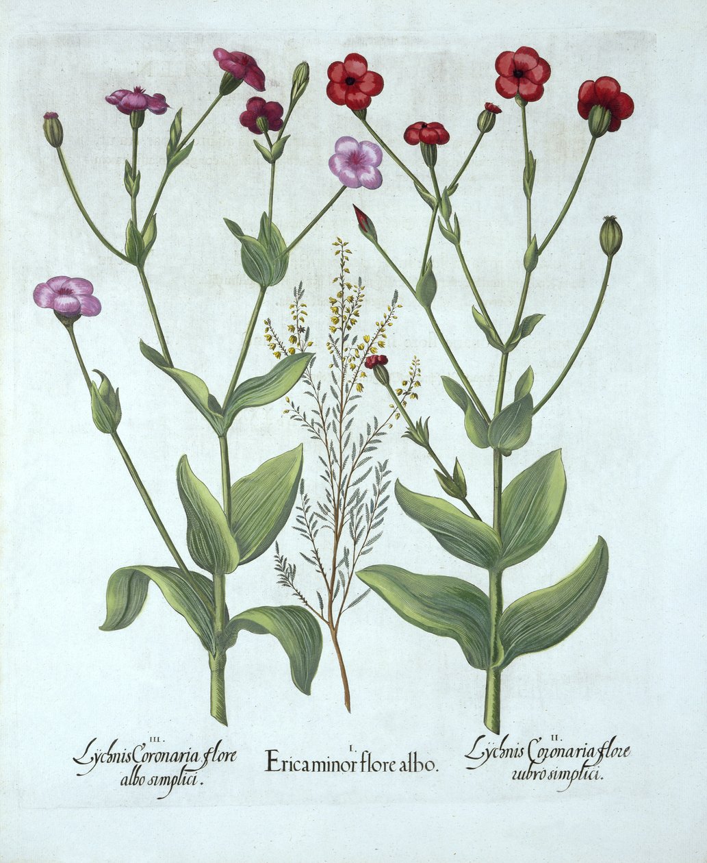 Heather and Two Kinds of Lychnis, fra Hortus Eystettensis, av Basil Besler (1561-1629), pub. 1613 (håndfarget gravering) av German School