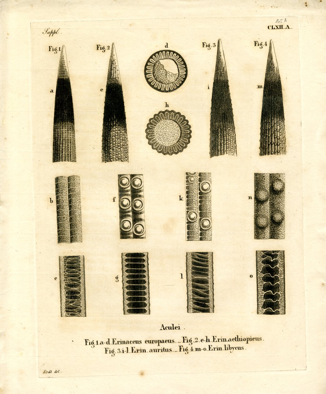 Hedgehog Prickles (farget gravering) av German School