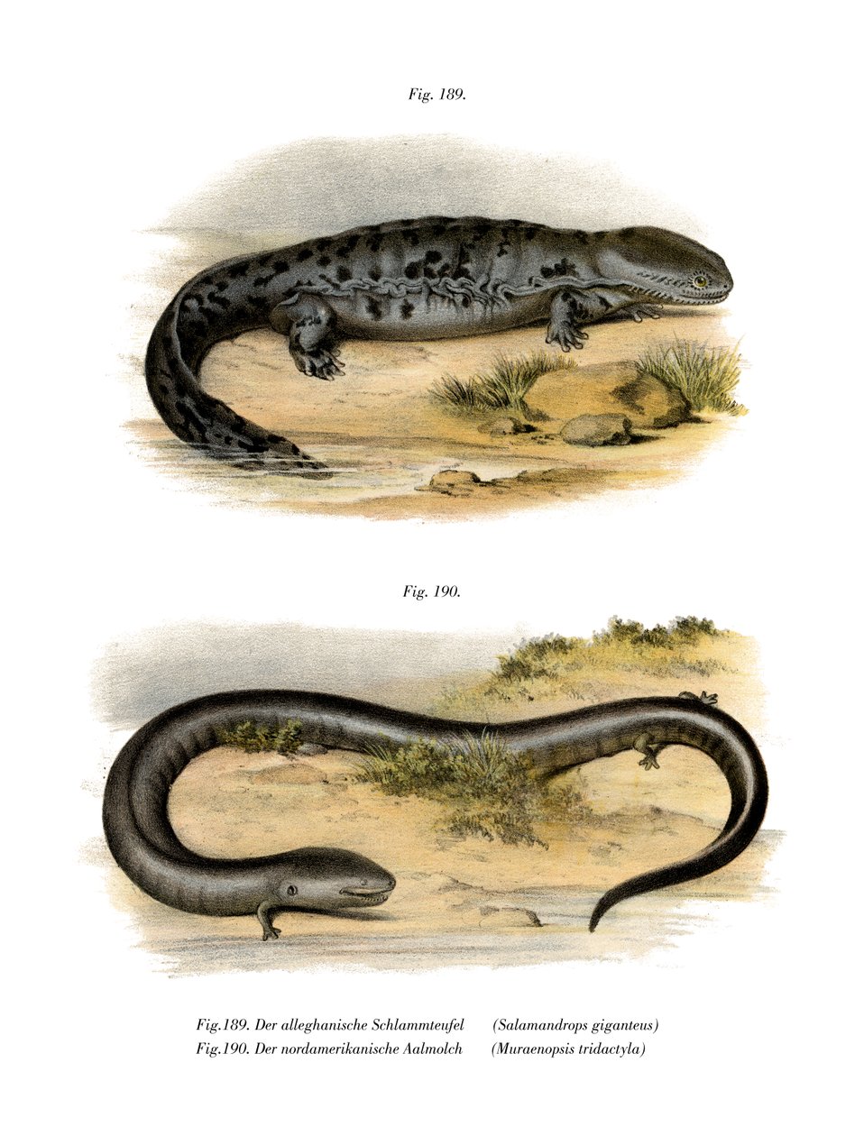 Hellbender (farge litho) av German School