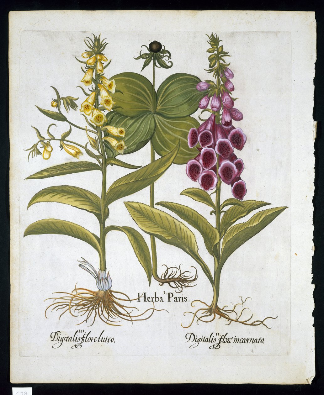 Urt Paris (Solanum quadrifolium), vanlig revebjelle (Digitalis Purpurea) Stor gul revebjelle fra Hortus Eystettensis av Basil Besler (1561-1629) pub 1613 (håndfarget gravering) av German School