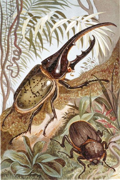 Hercules Beetle, plate fra "Brehms Tierleben: Allgemeine Kunde des Tierreichs", vol.9, s.99, utgitt av Bibliographisches Institut av German School