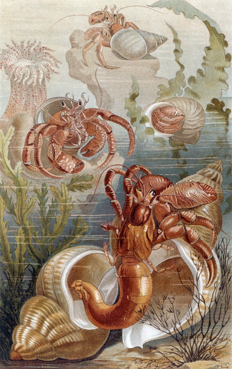 Eremittkreps, tallerken fra Brehms dyreliv: generell kunnskap om dyreriket, vol.10, s.38, utgitt av Bibliografisk Institutt, 1893 av German School